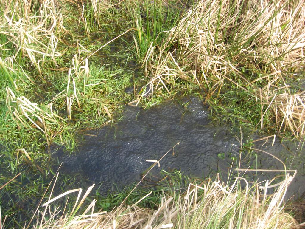 A Spring Walk to View Frog’s&nbsp;Spawn