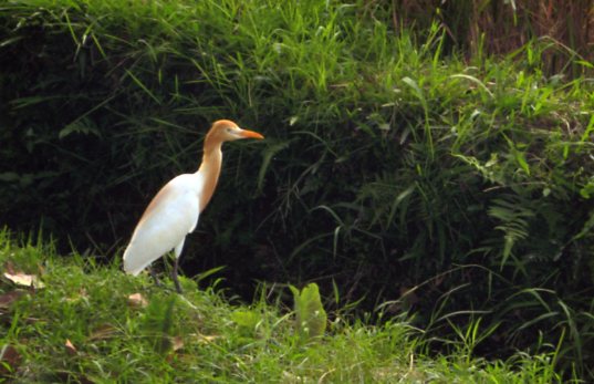 Petulu’s Sacred Herons