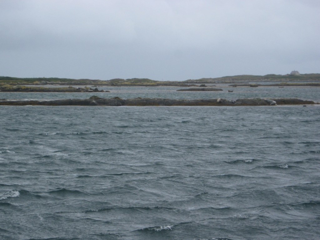 The Wild Atlantic Way – Seal&nbsp;Watching