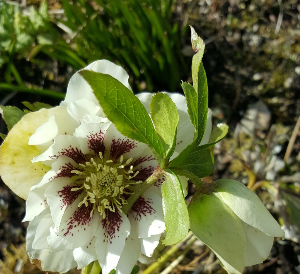 The Garden in March&nbsp;2018
