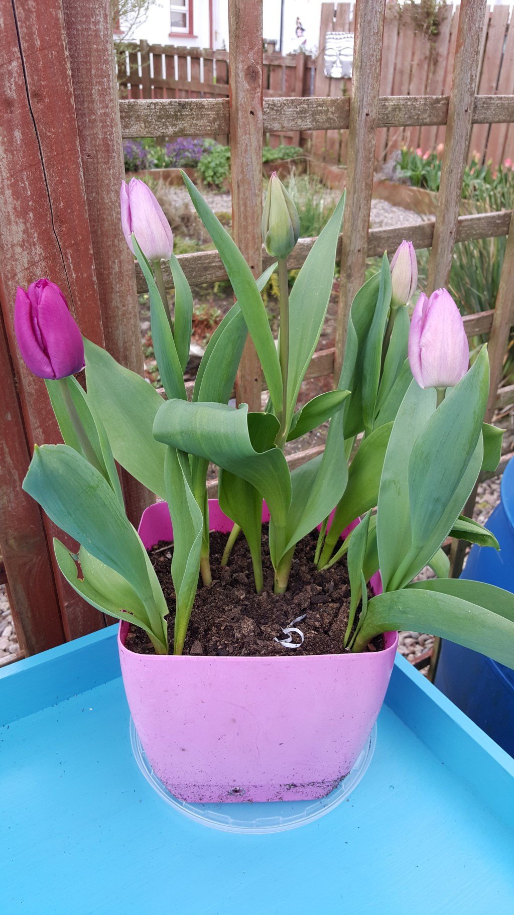 The Garden in April&nbsp;2018