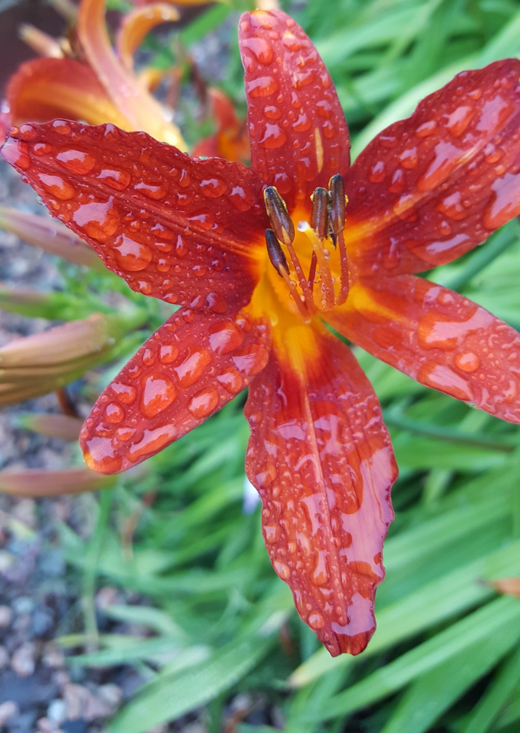 The Garden in July&nbsp;2018