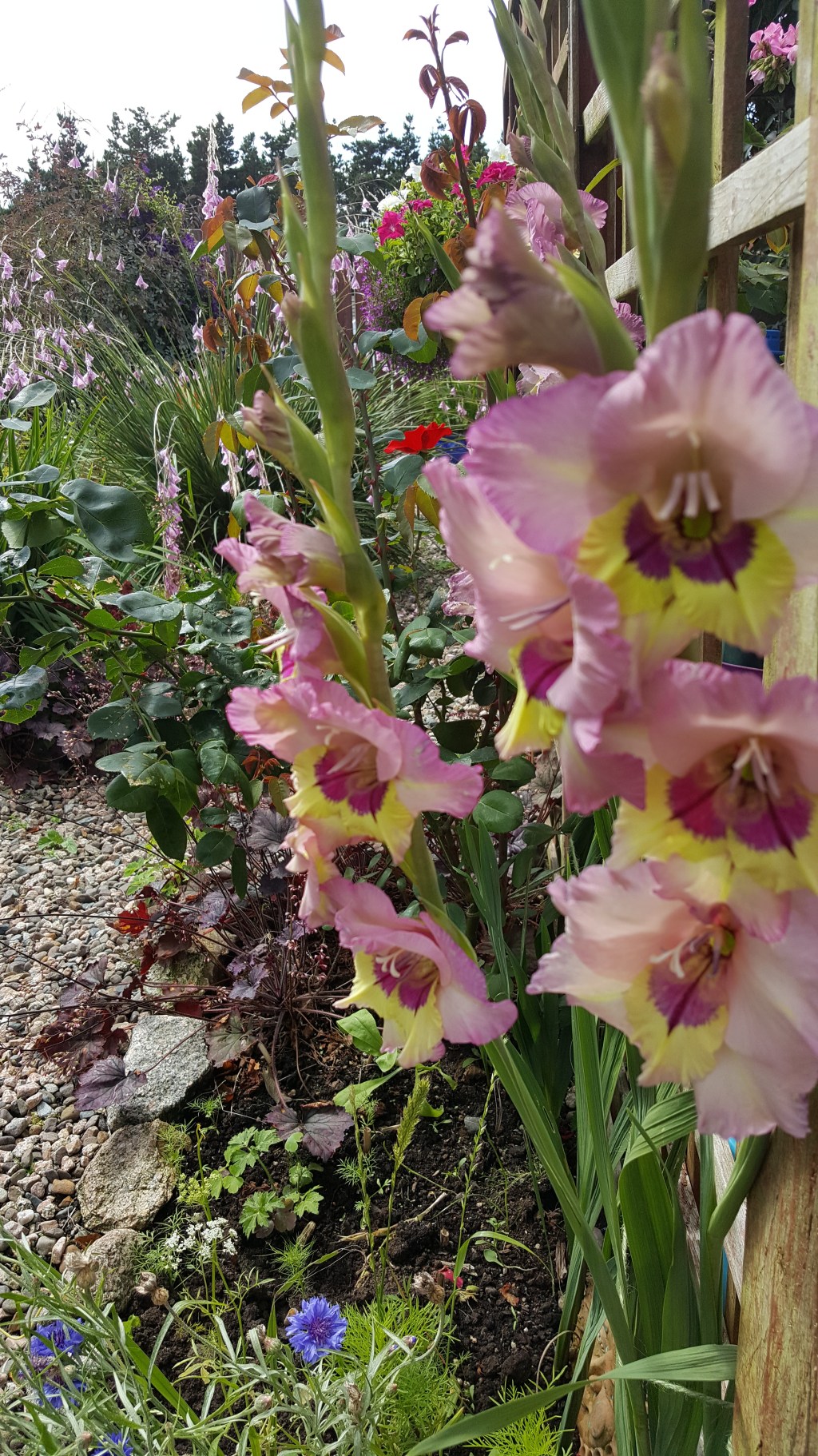 The Garden in August&nbsp;2018