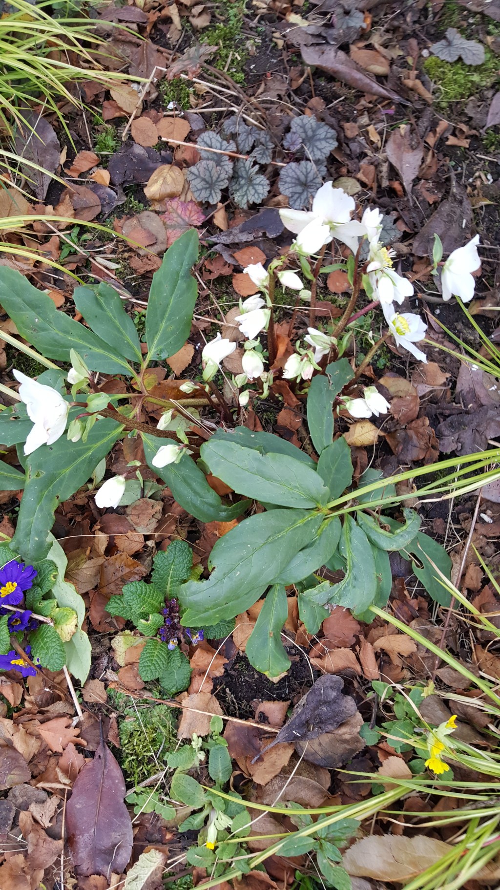 The Garden in November&nbsp;2018