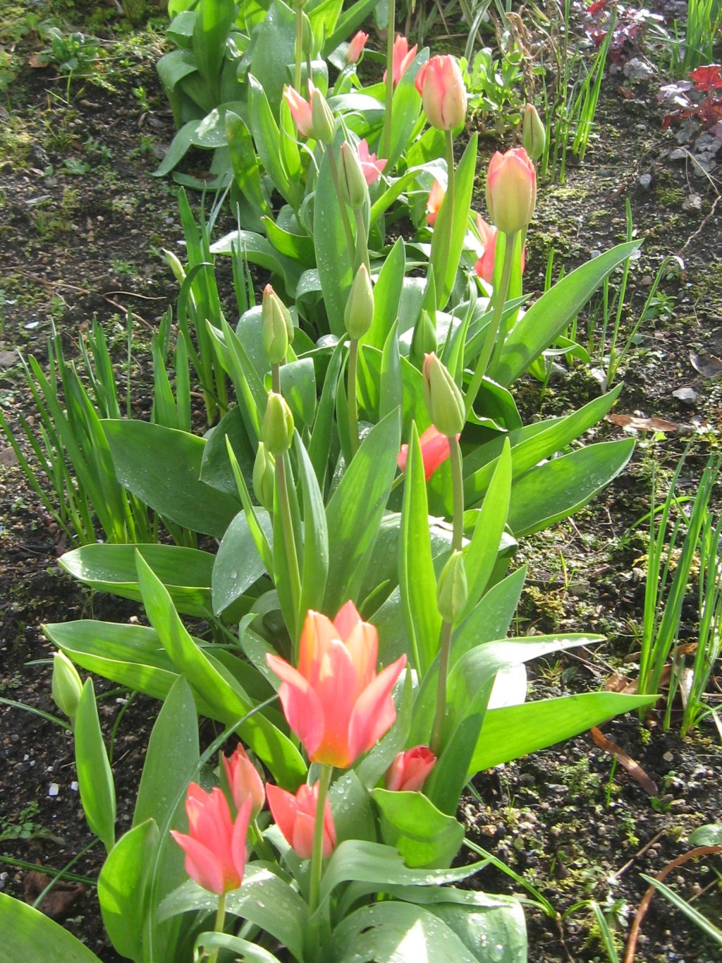 My Donegal Garden – Tulips Singing “I Will&nbsp;Survive!”