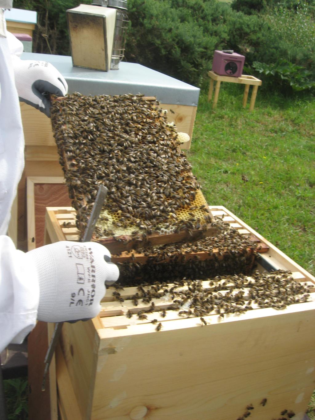 An Inspiring Introduction to Beekeeping – Part&nbsp;2