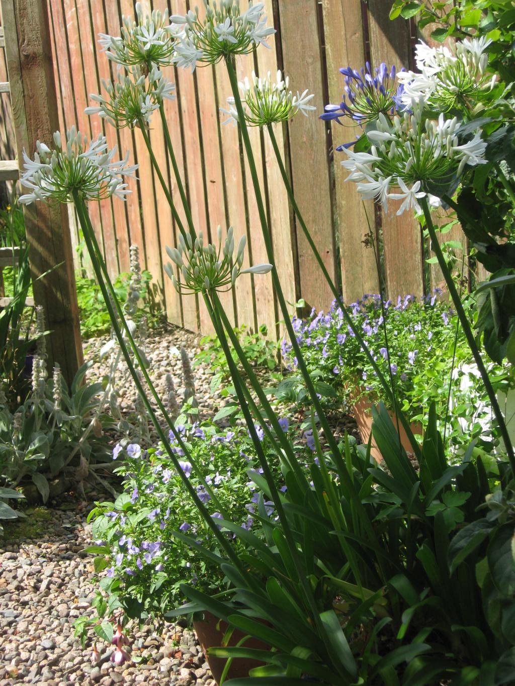 My Donegal Garden – Autumn&nbsp;Hues