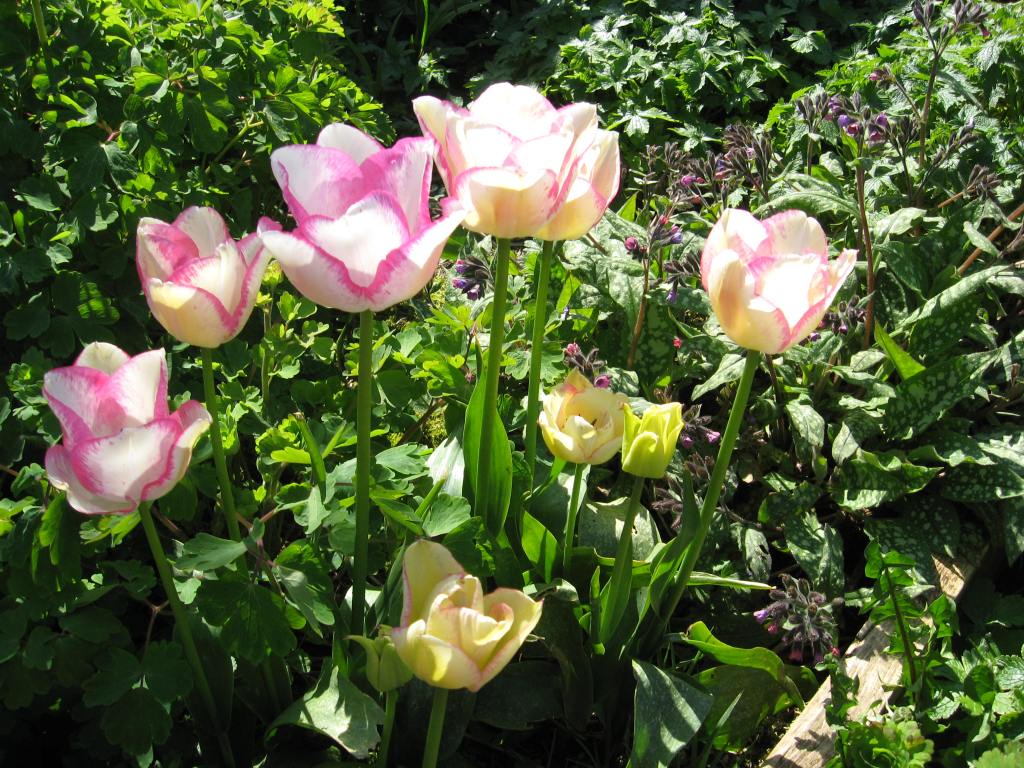 My Donegal Garden – April&nbsp;2020