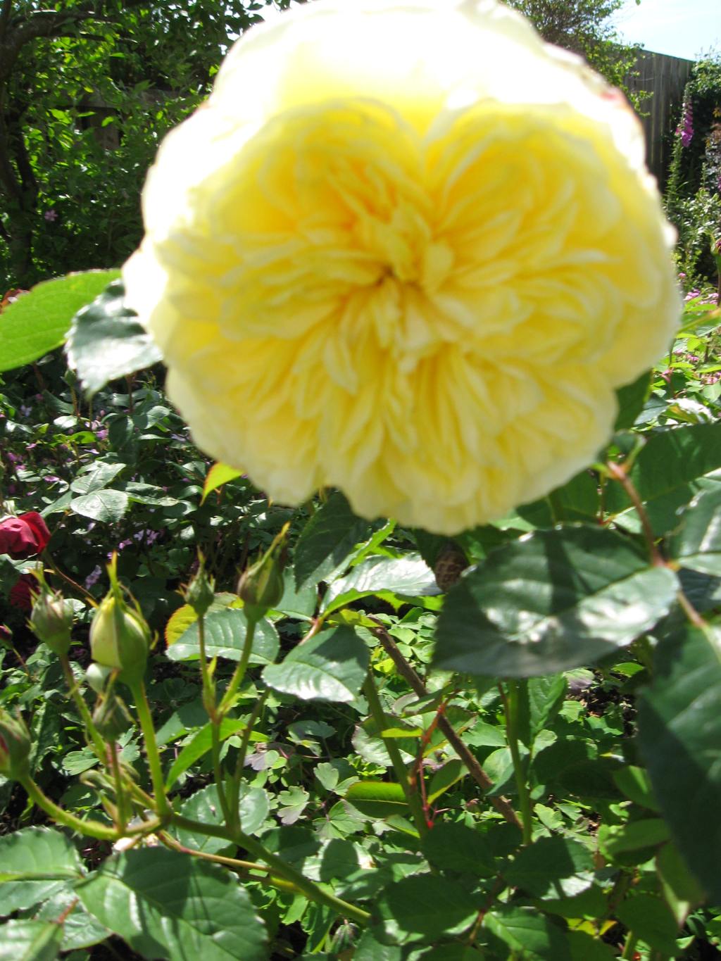 My Donegal Garden – Roses and Other Colourful&nbsp;Blooms