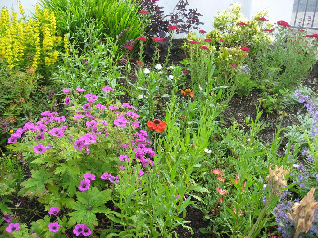 My Donegal Garden – June&nbsp;2020